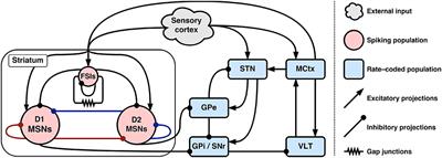 Striatal Neuropeptides Enhance Selection and Rejection of Sequential Actions